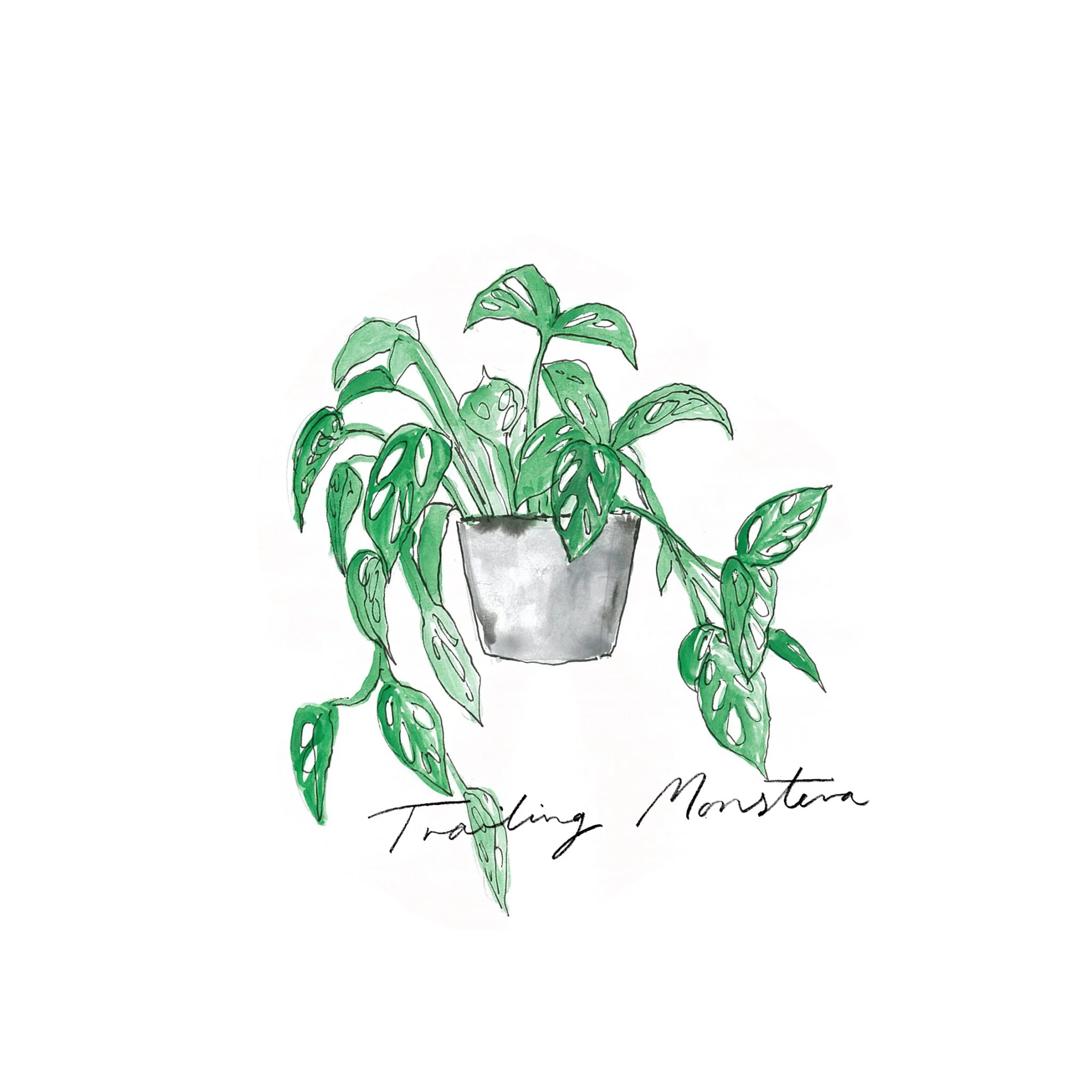 Trailing Monstera - Indoor Plants - The Beach People