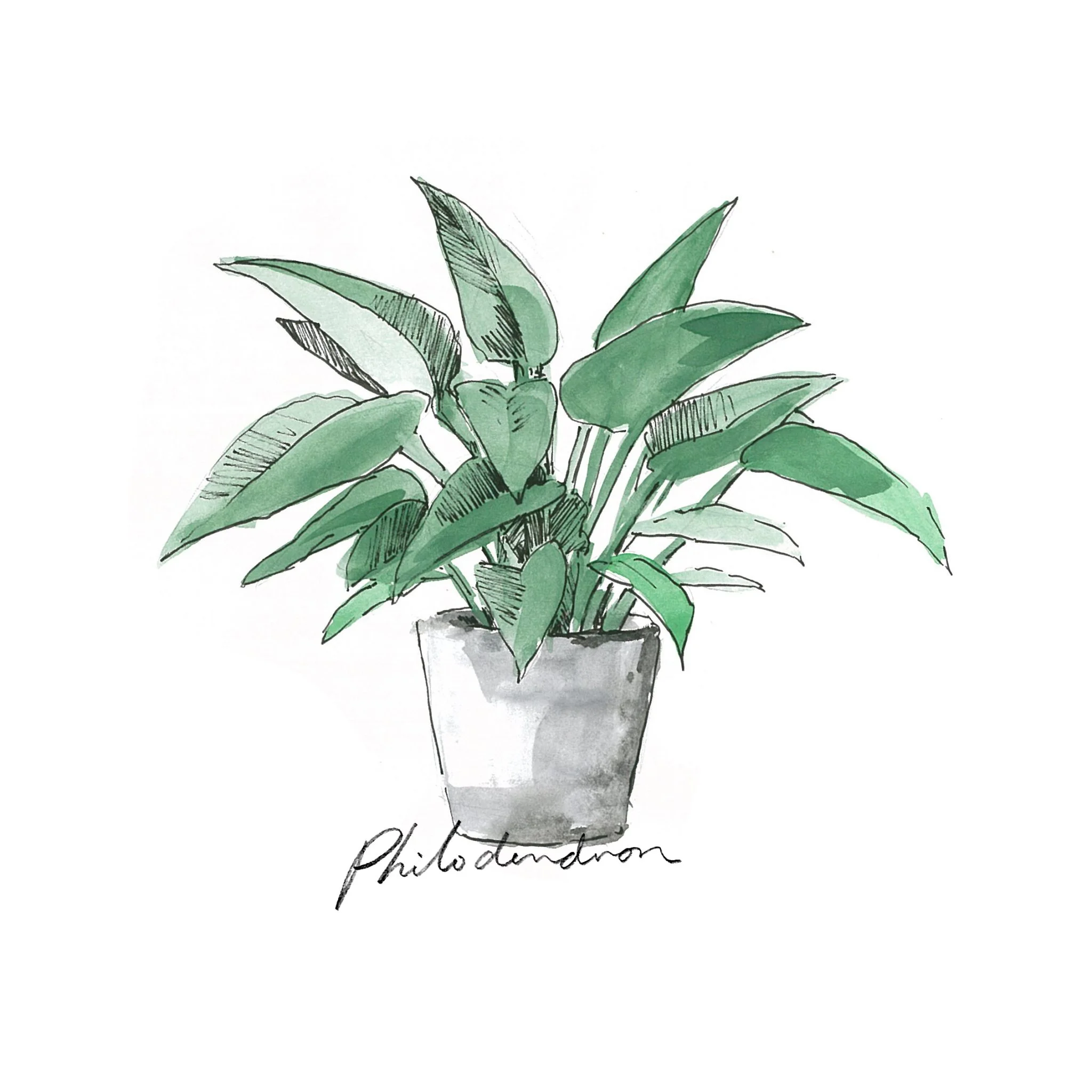 Philodendron - Indoor Plants - The Beach People