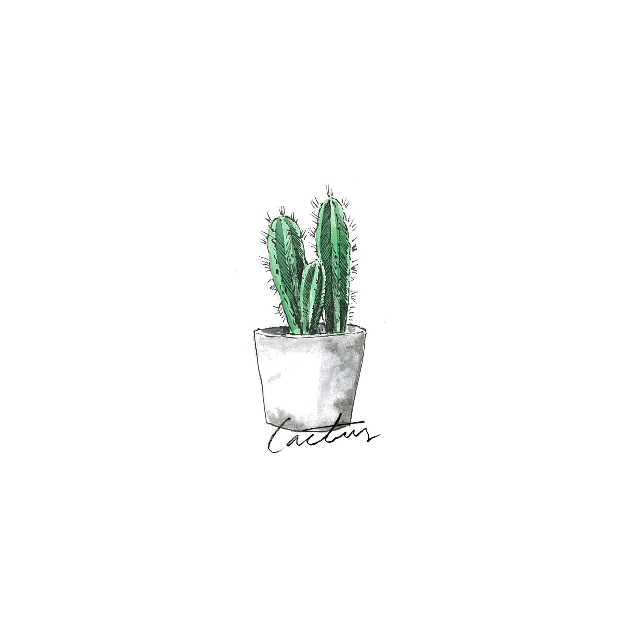 Cactus - Indoor Plants - The Beach People
