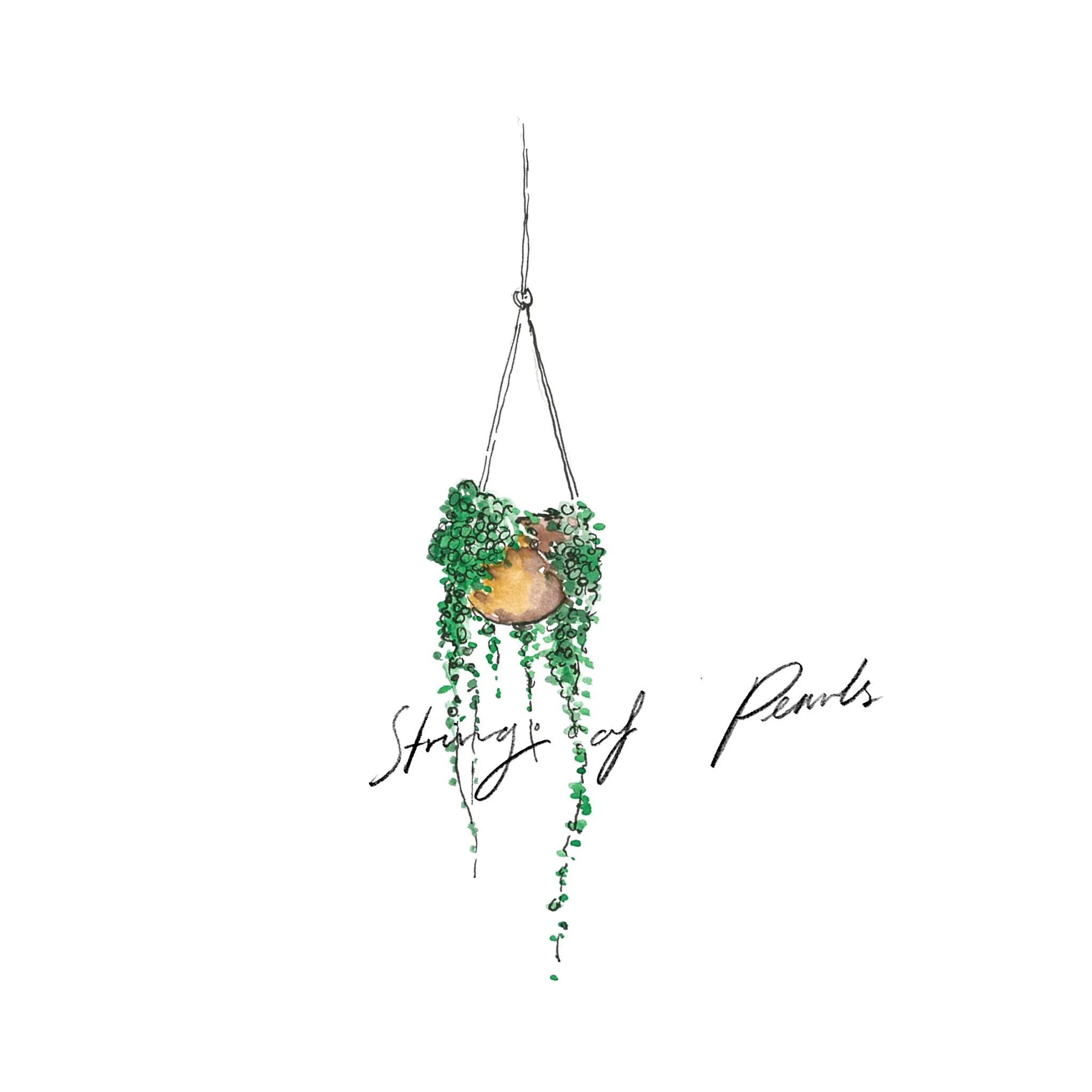 String of Pearls - Indoor Plants - The Beach People