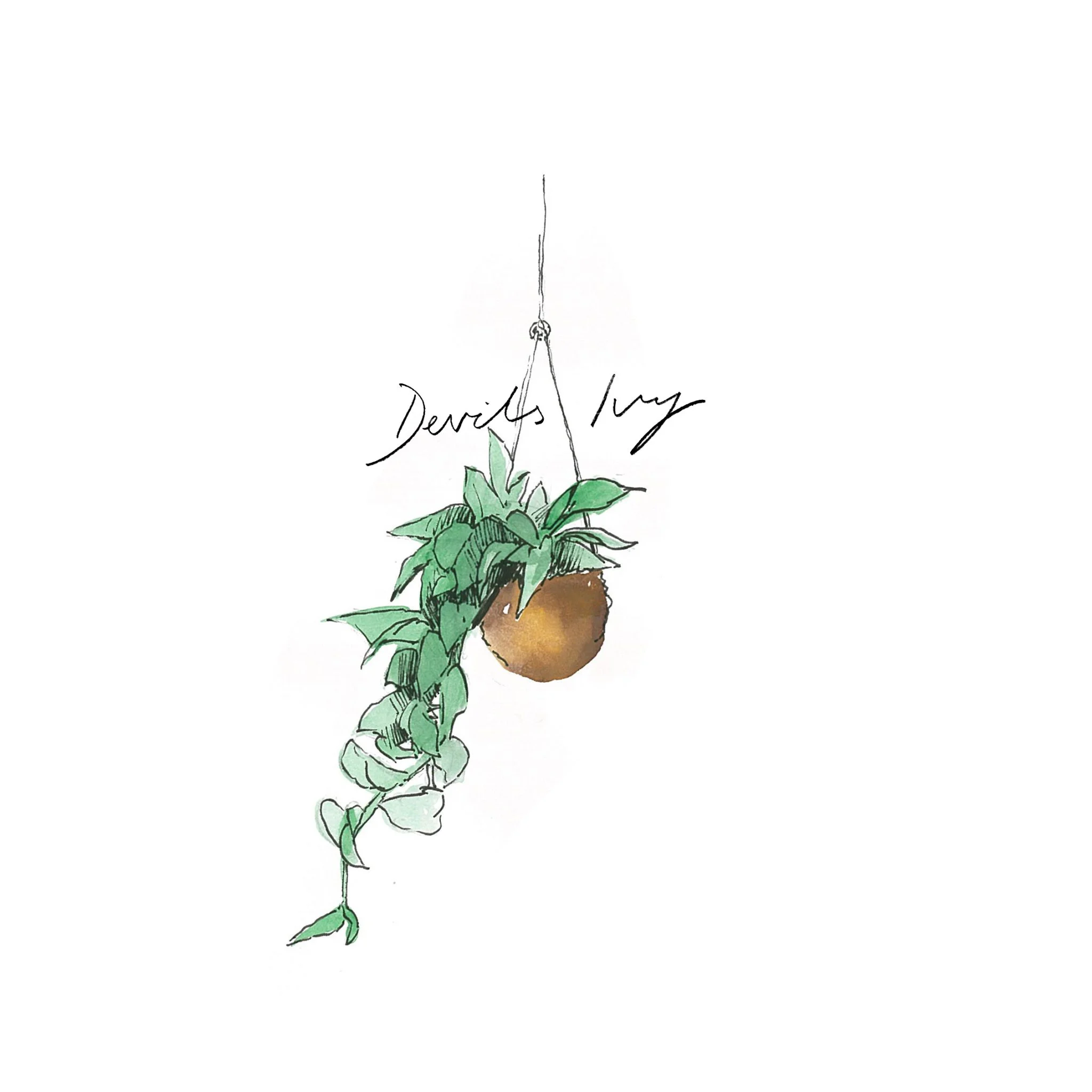 Devil's Ivy - Indoor Plants - The Beach People