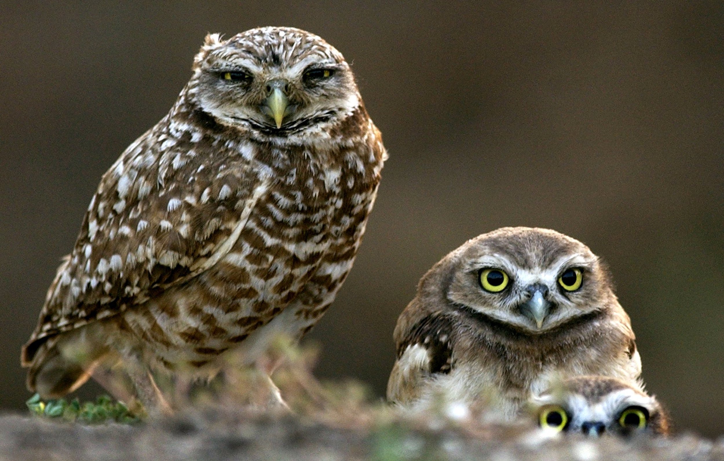 PK BURROWING OWLS FAMILY.JPG