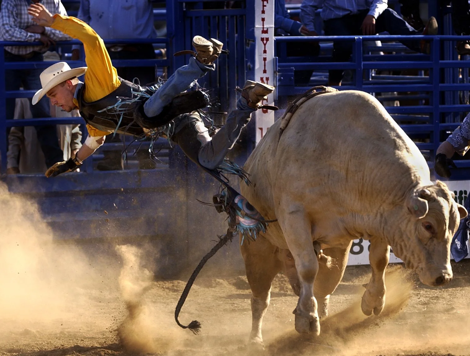PK RODEO BULL.jpg
