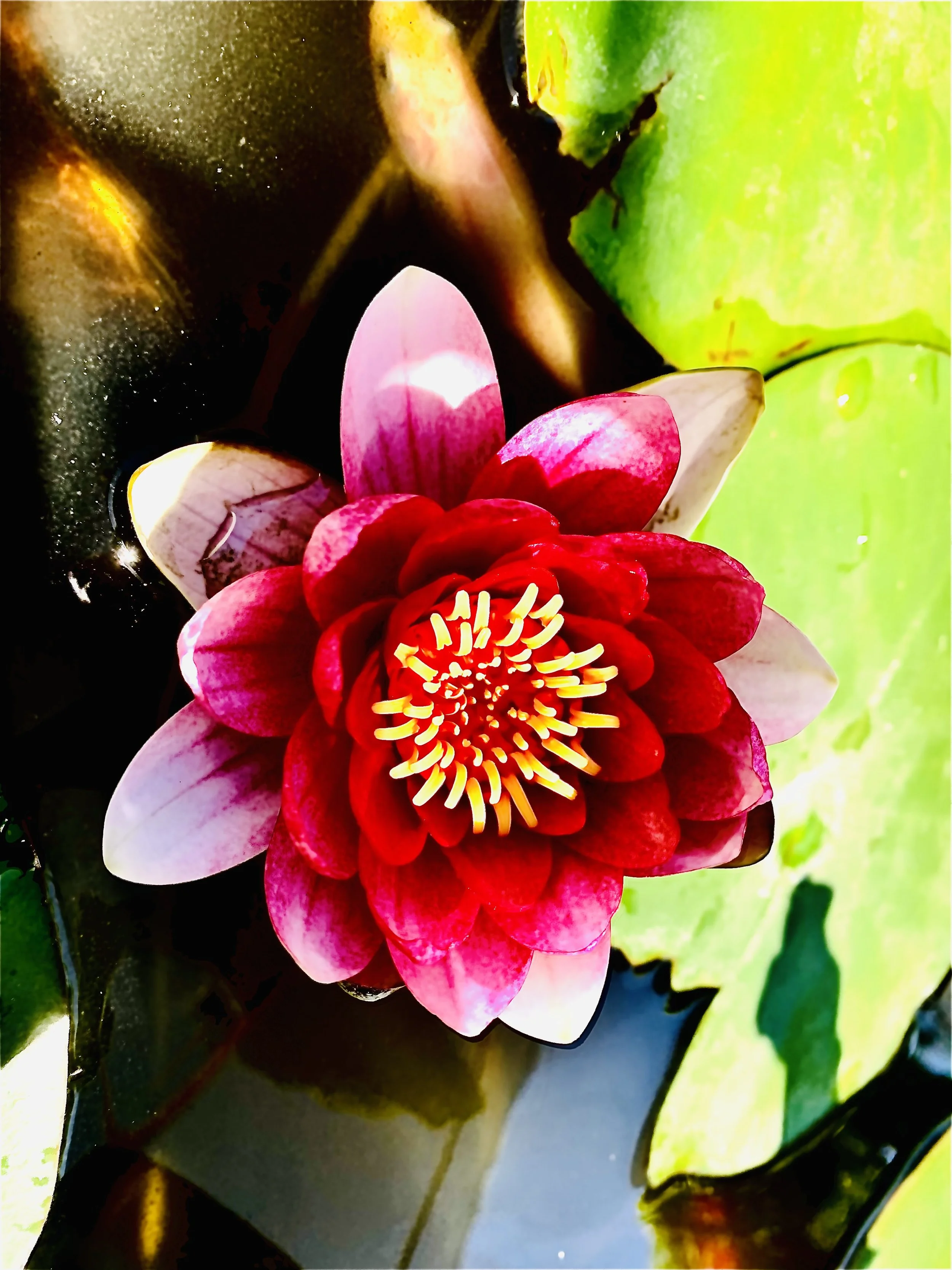 Lotus 