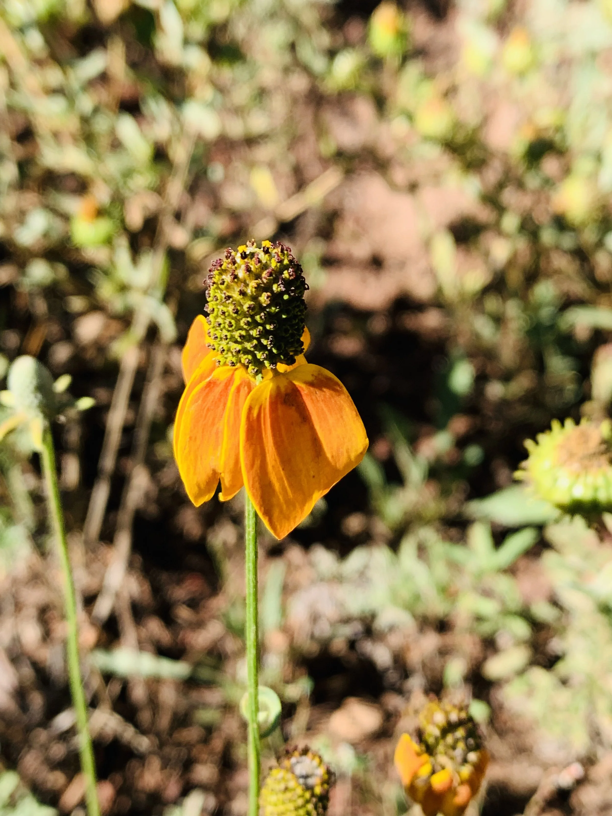 IMG_6315.jpeg