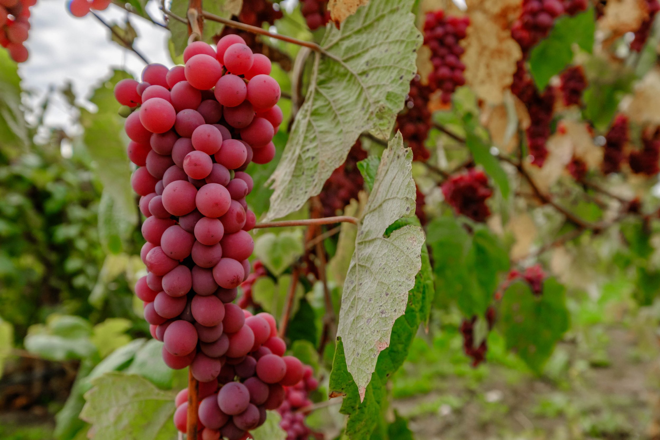 5220 Lardon Rd NE, Salem, OR