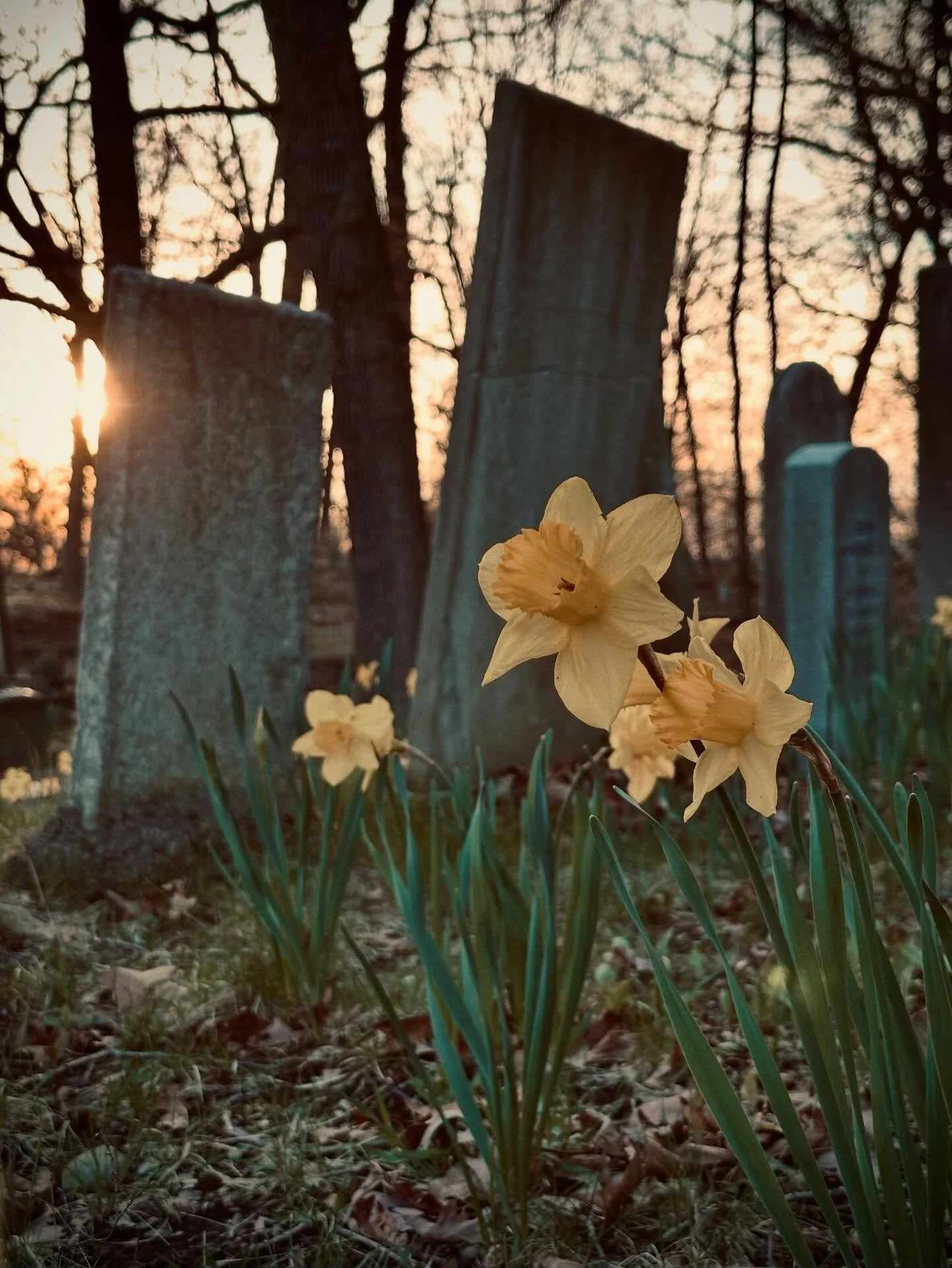 Daffodils in bloom