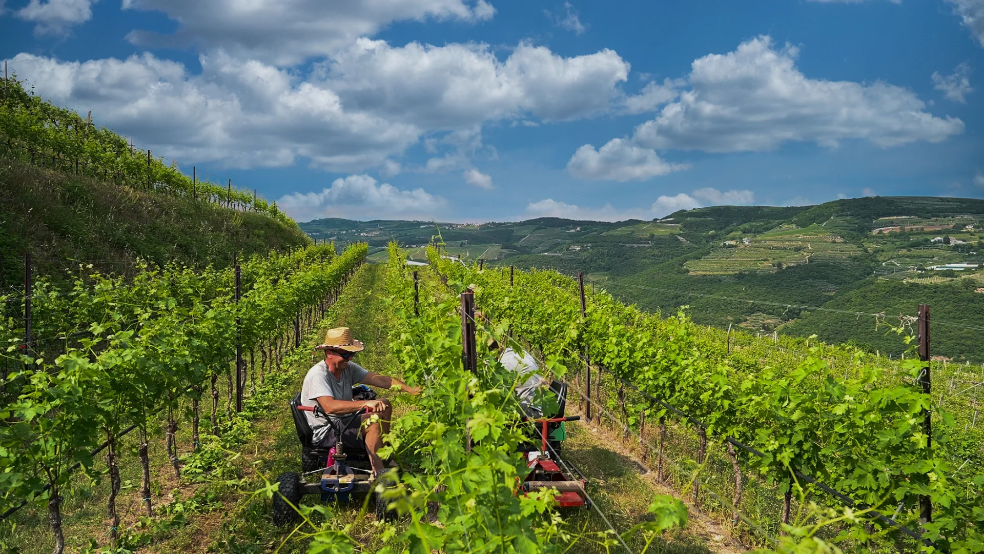 Vigneti Ilatium - Azienda Agricola Latium Morini