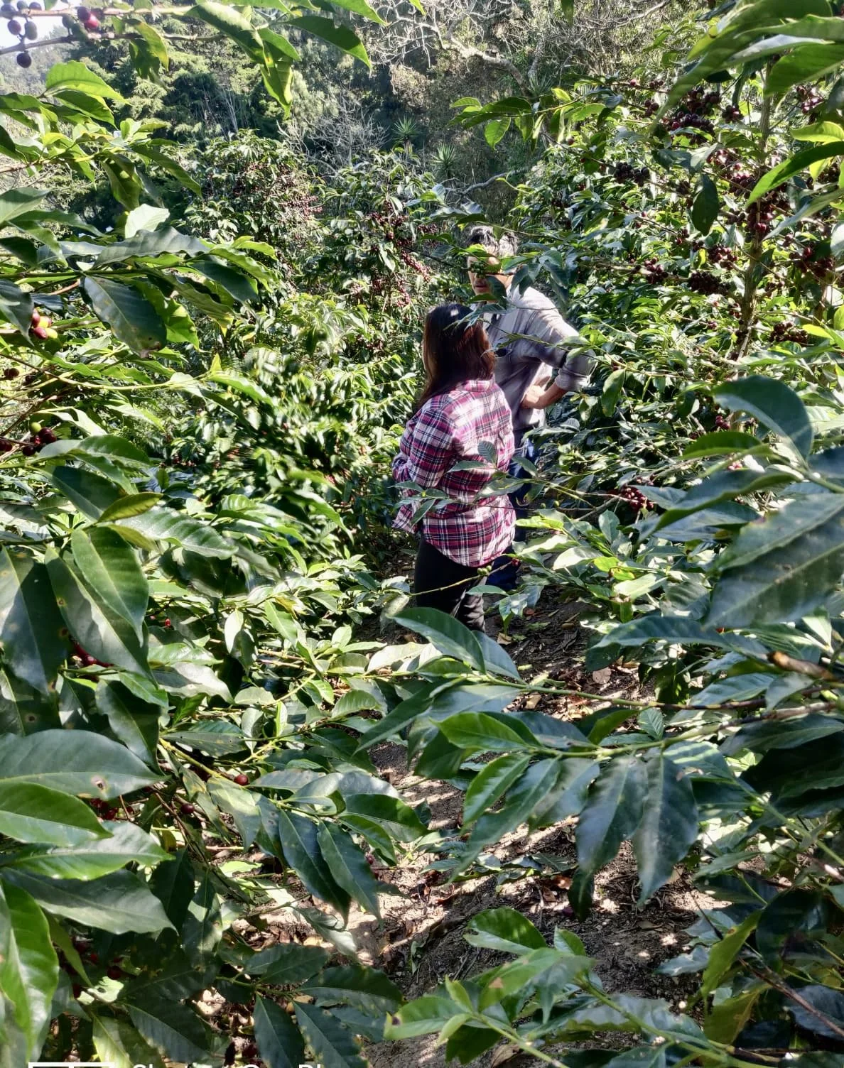 flor con las plantas.JPG