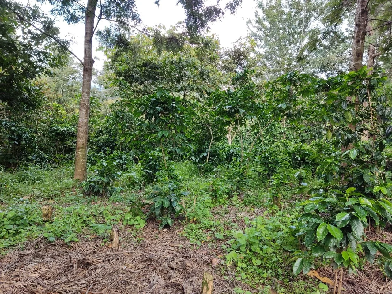 WhatsApp Image 2021-09-15 at 3.56.04 PM.jpeg