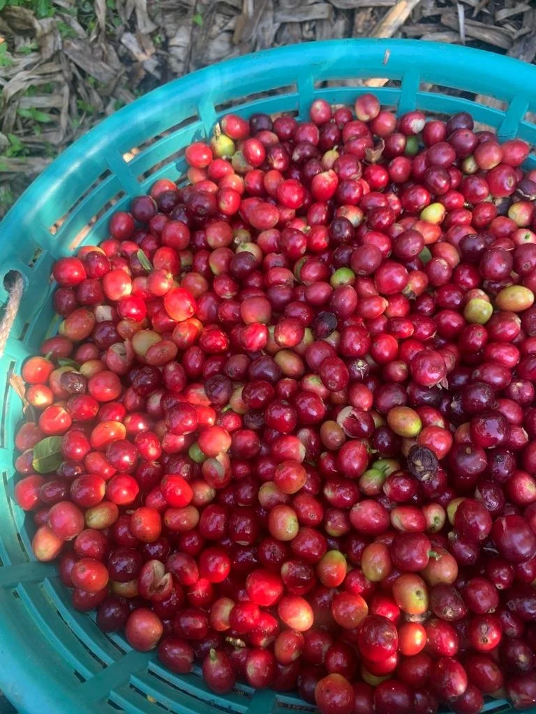 Luisa cherries in bowl.JPG