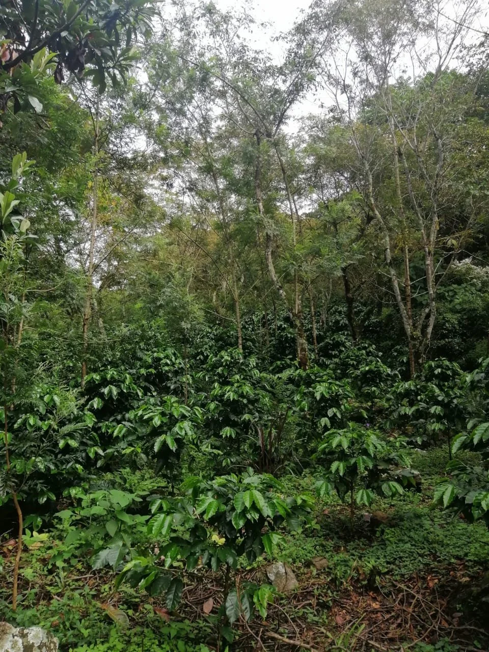 Luisa plant big.JPG