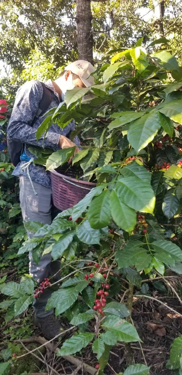 Luisa plant field.JPG