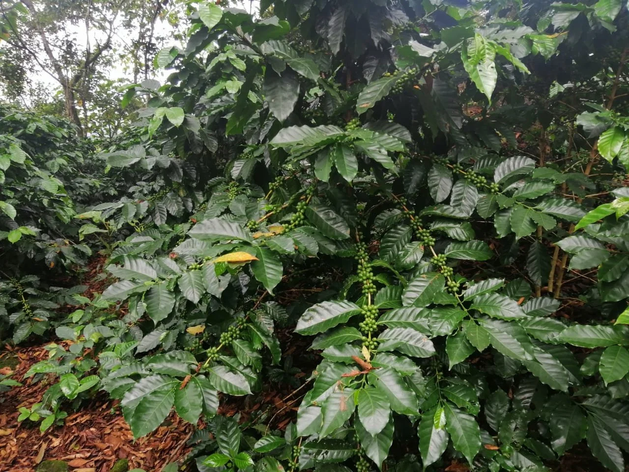 Luisa plant wide close up.JPG