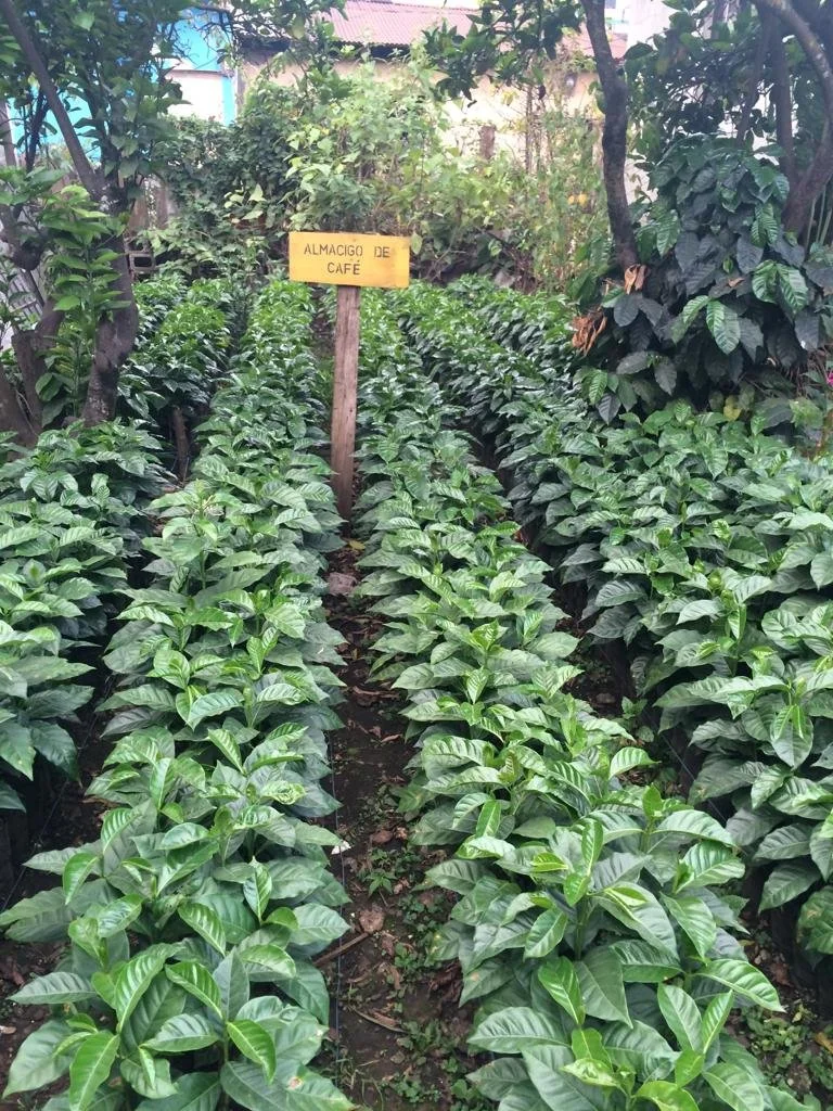 Luisa plant.JPG