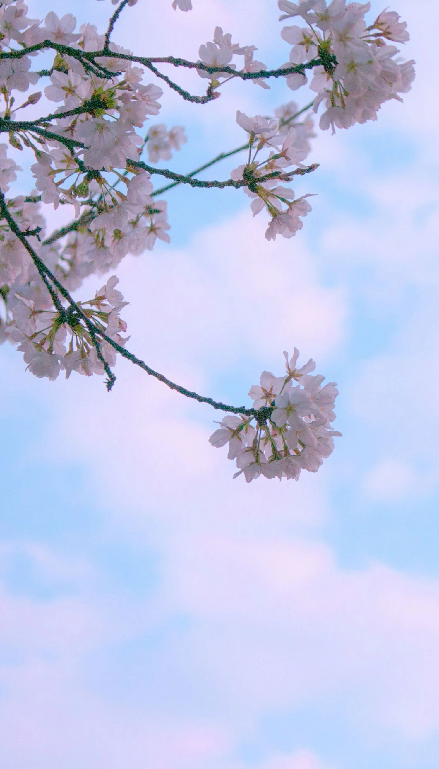 web_back_cover_gratitude copy.jpg