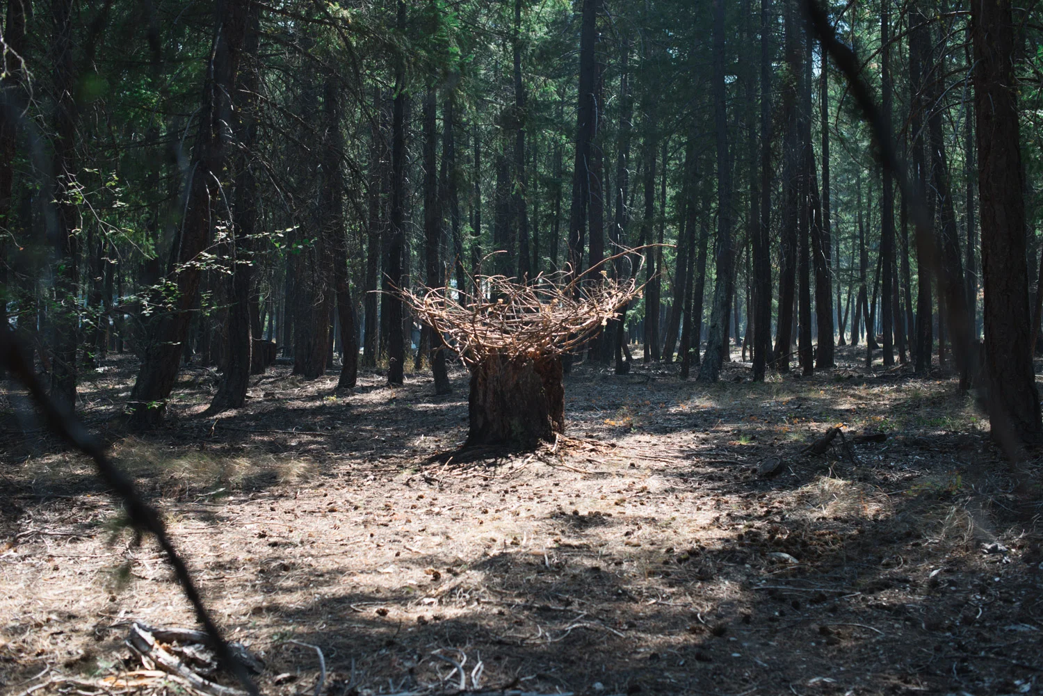 nest-3.jpg