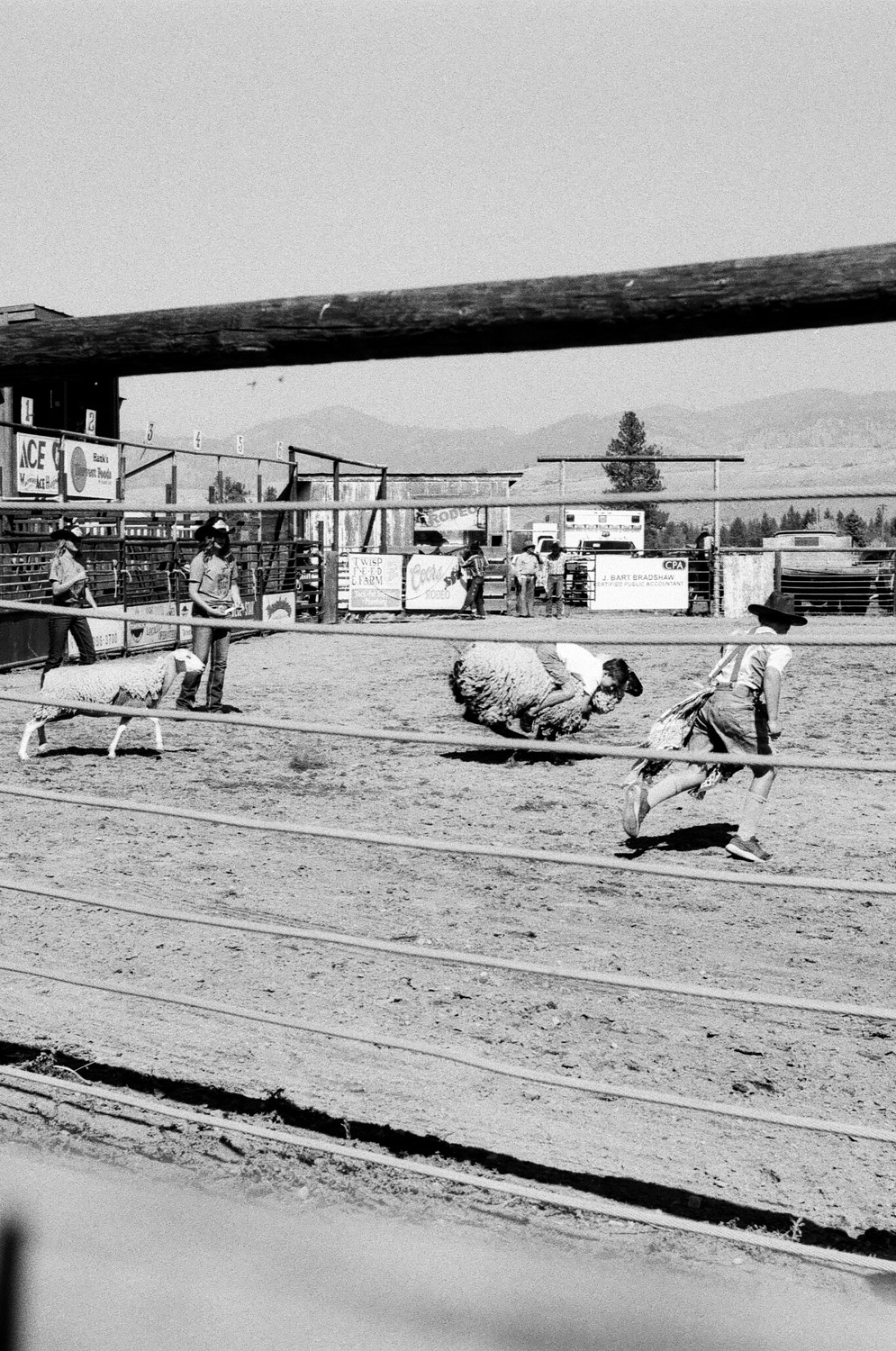 mutton_busting_rodeo-2.jpg