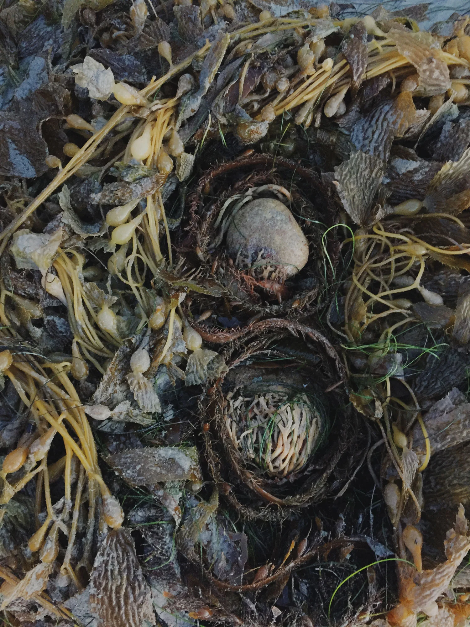 sandiego_nest2_4.jpg