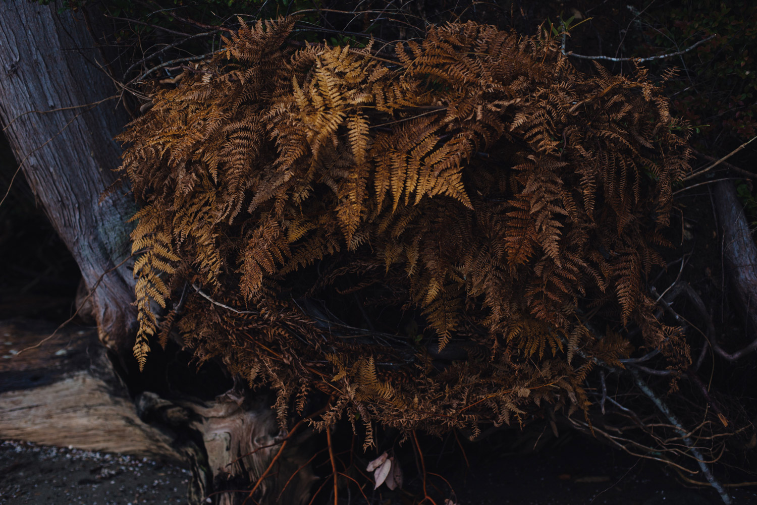 harstene_nest_2017-15.jpg