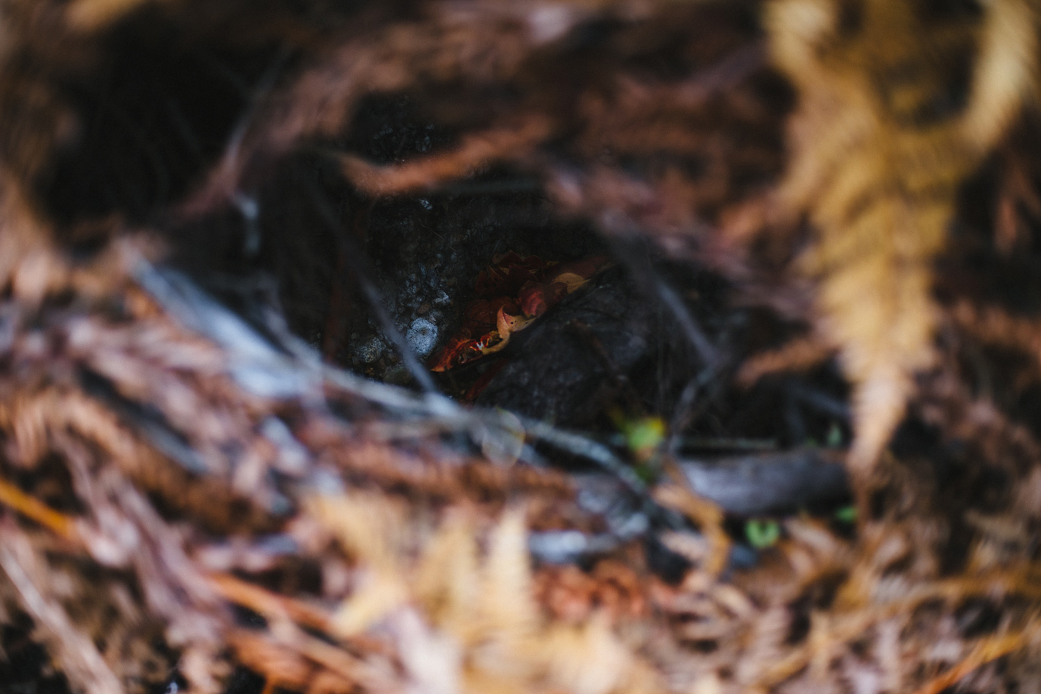 harstene_nest_2017-3.jpg