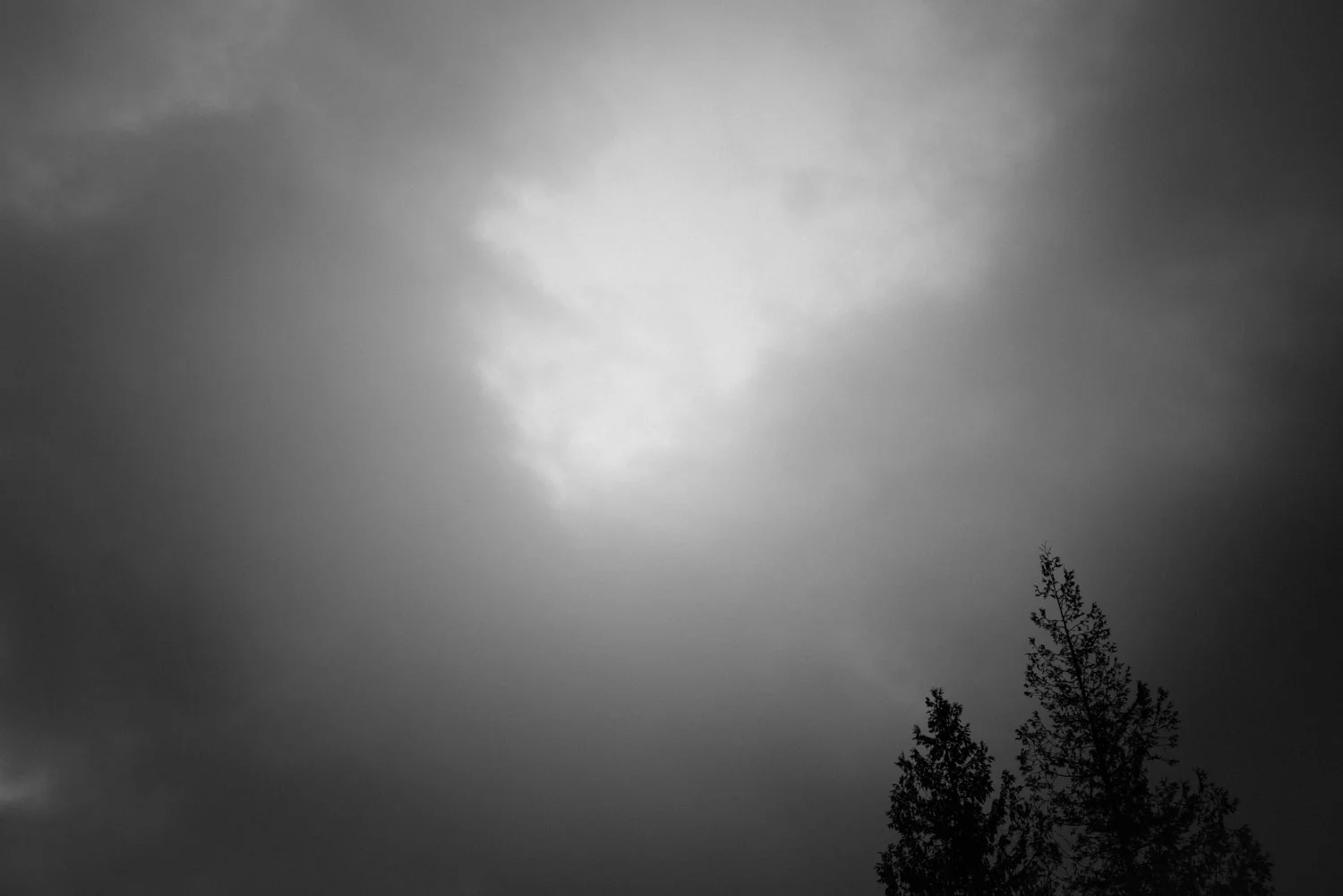 lummi_island_nest_-18.jpg
