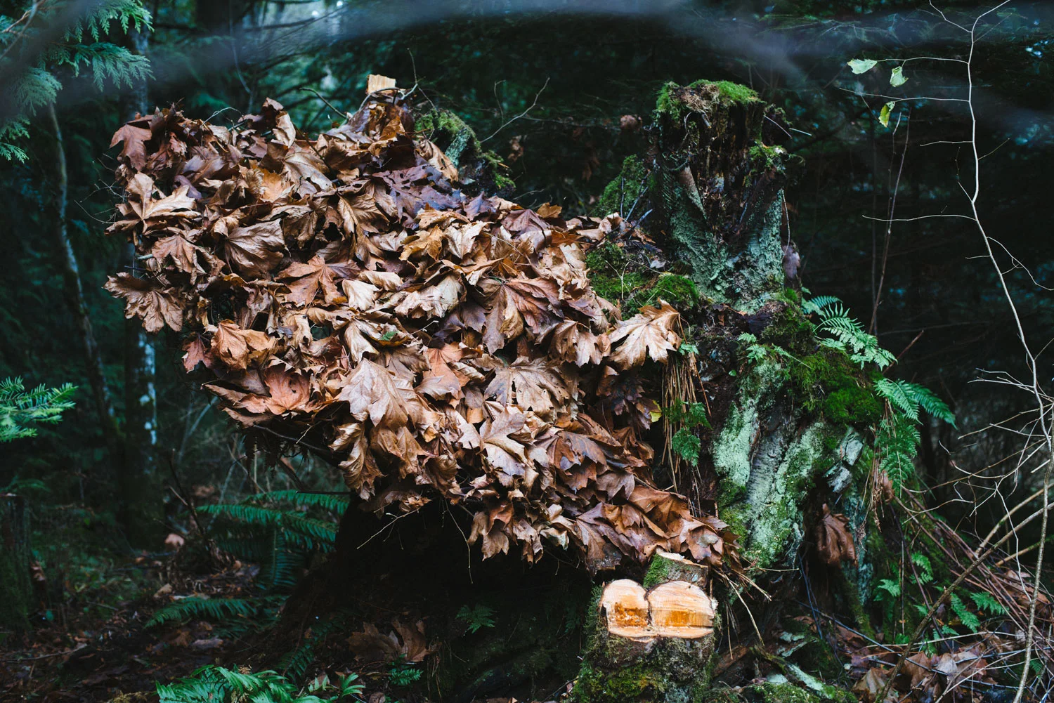 lummi_island_nest_-15.jpg