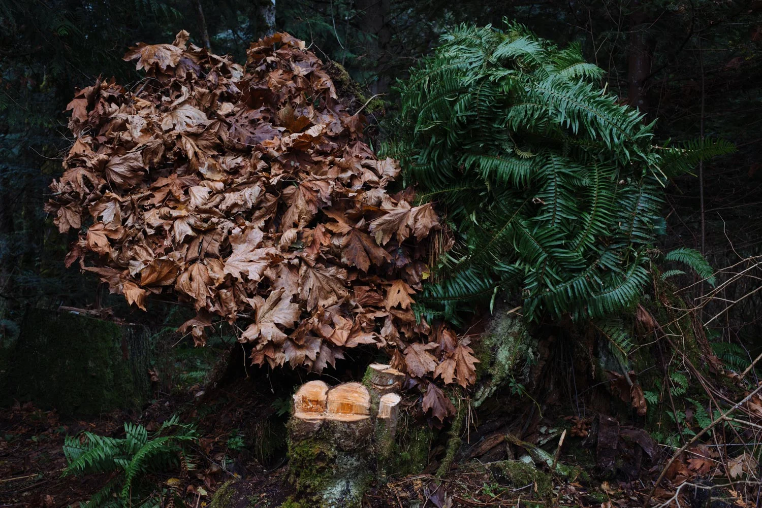 lummi_island_nest_-24.jpg