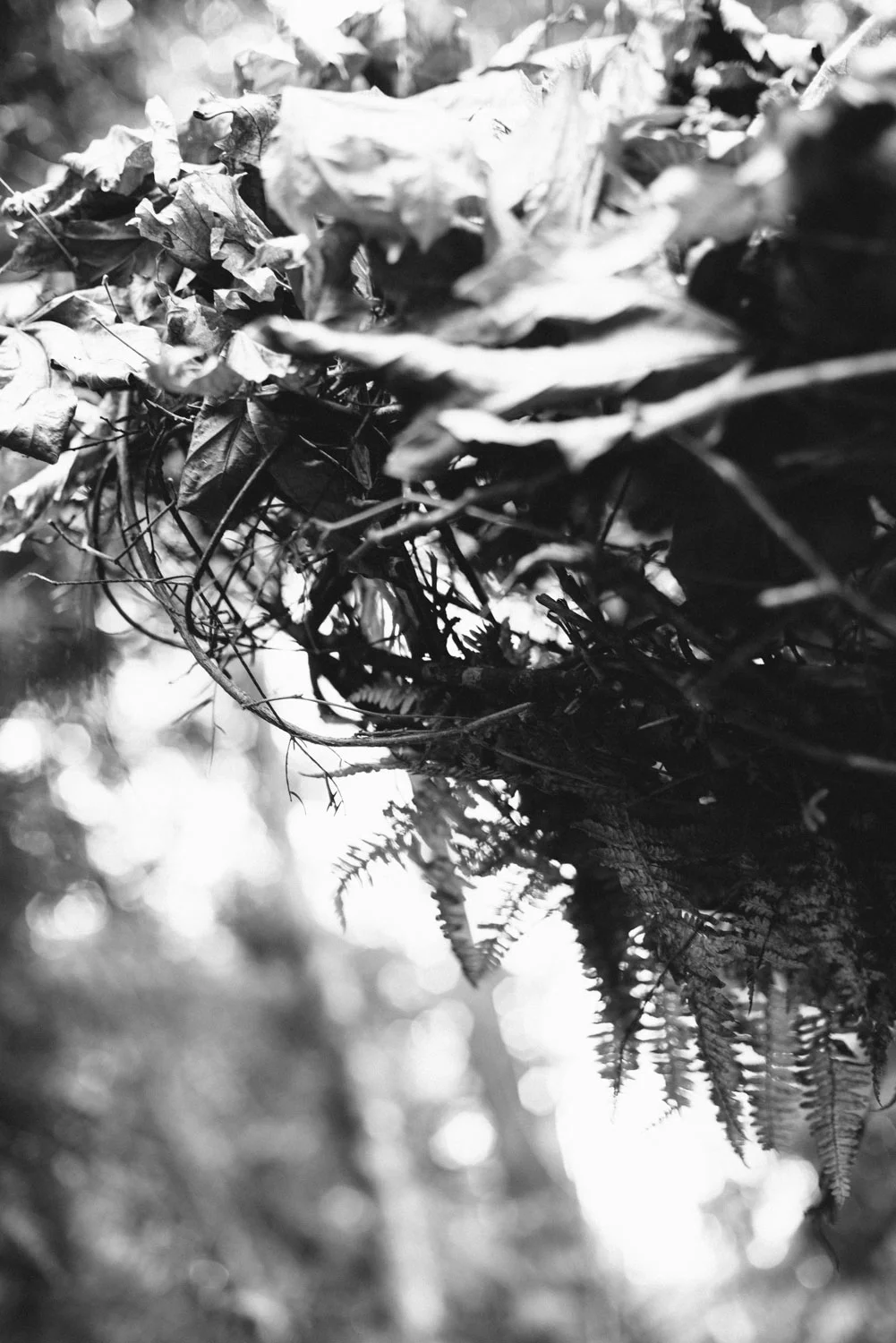 lummi_island_nest_-17.jpg