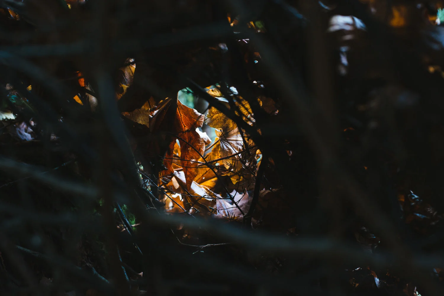 lummi_island_nest_-10.jpg