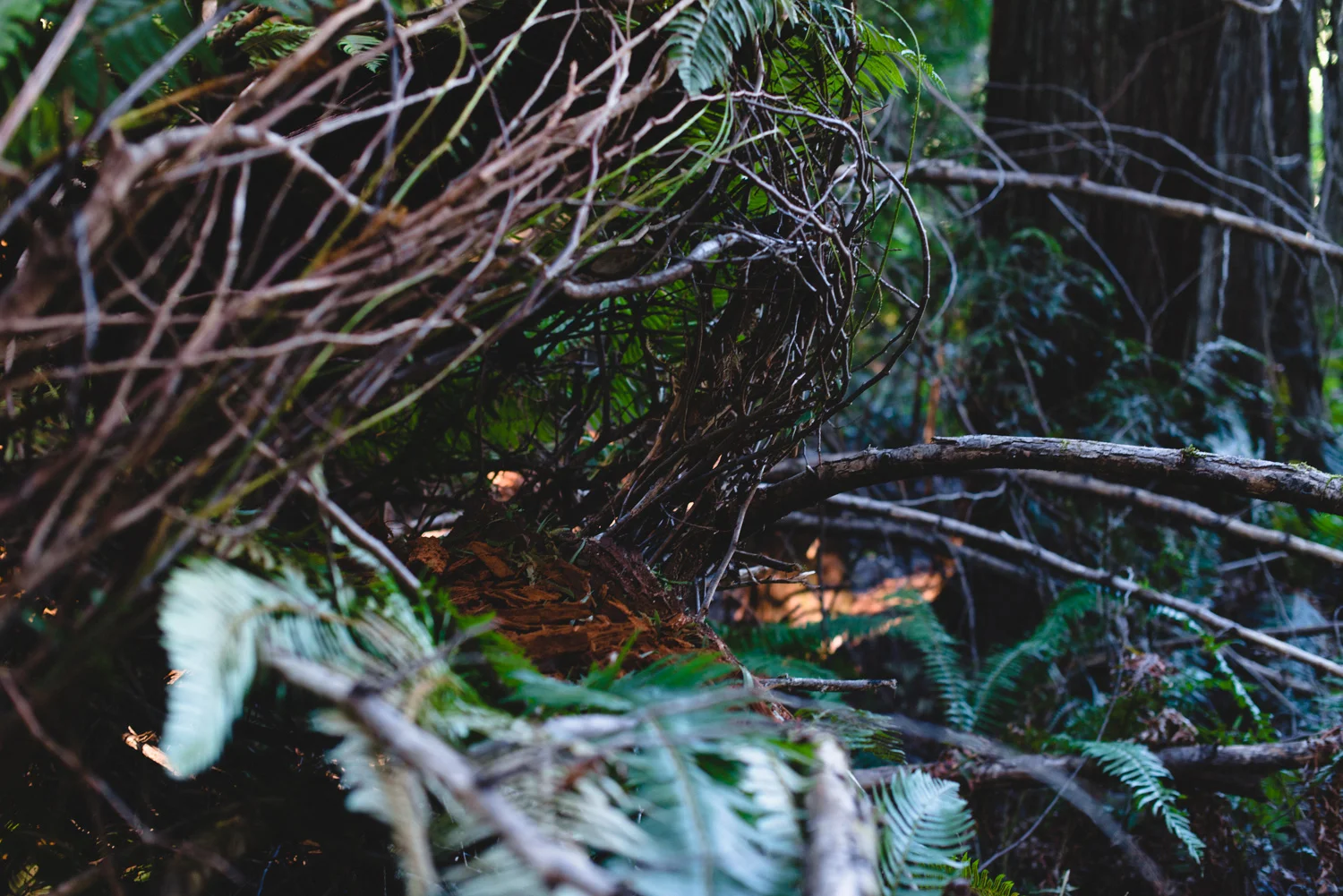 nest_heatherbrincko_2018-3.jpg