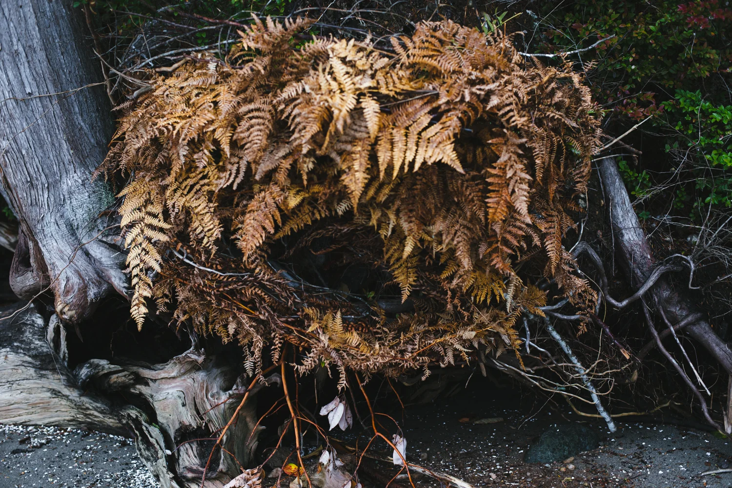 harstene_nest_2017-8.jpg