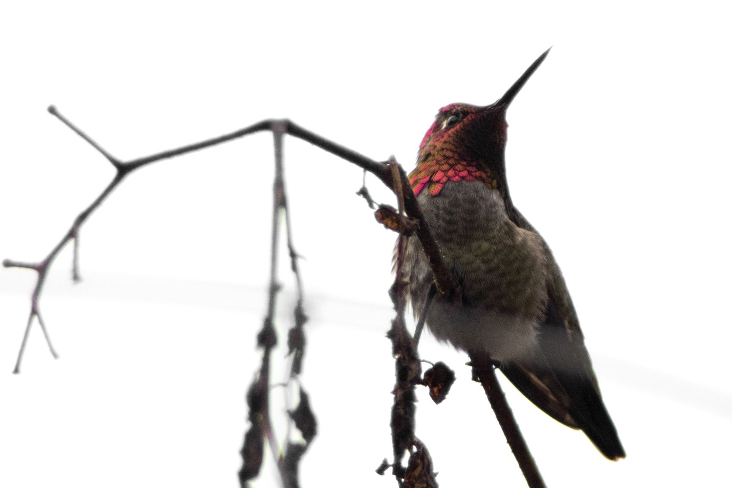 hummingbirds_web-5.jpg