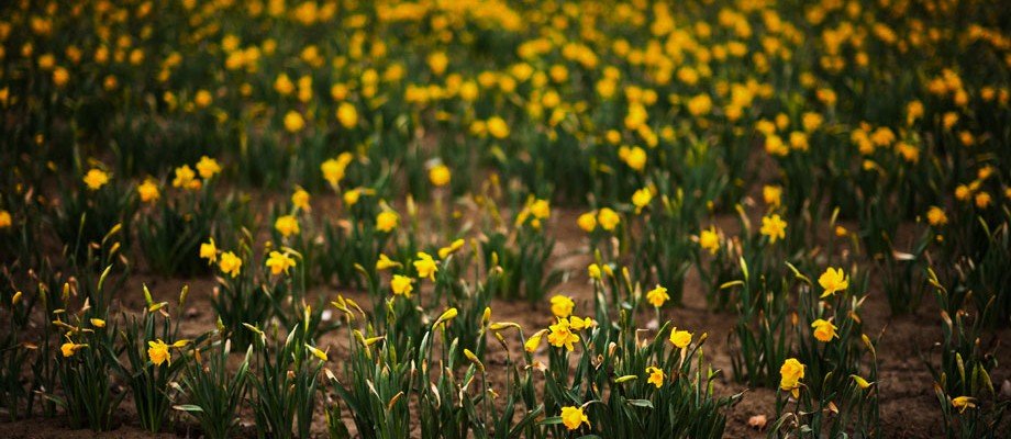 daffodils_2-920x400.jpg