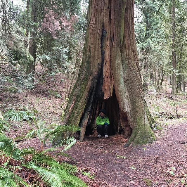 The elf in the Grandmother Tree @curativeconnectionscat #foresttherapypdx #foresttherapy