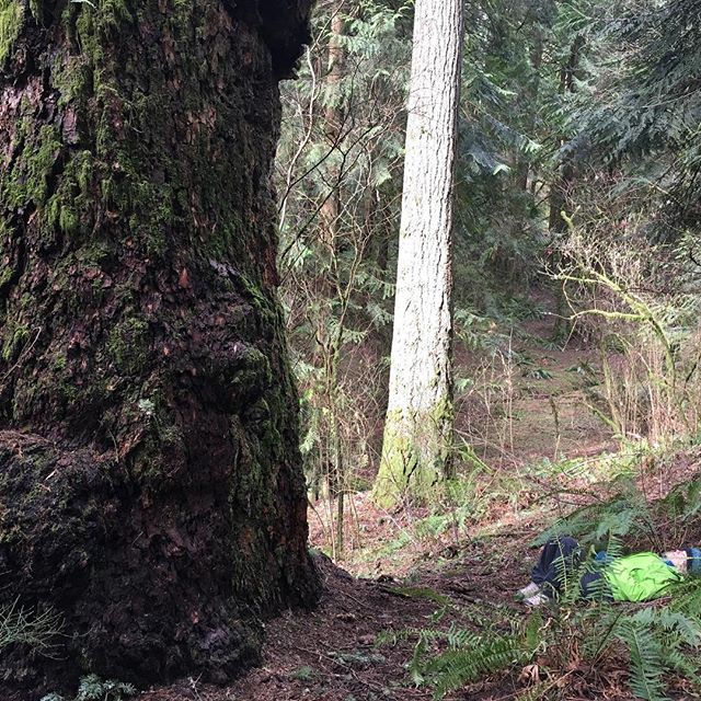 Meeting in the Earth Sky. #grandfathertree #foresttherapy #foresttherapypdx #shinrinyoku #forestbathing