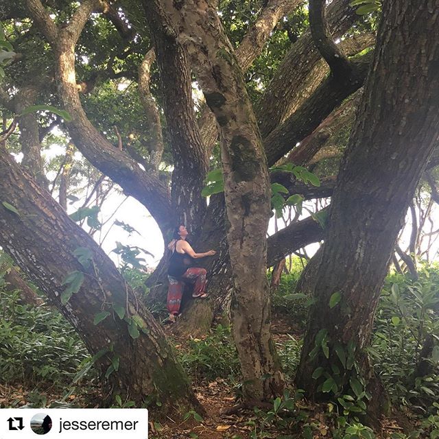 Meeting with the Ancestors #kalani #forestbathing #shinrinyoku #foresttherapypdx #bigisland #hawaii