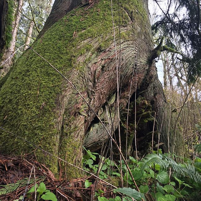 Sensual Trees #forestbathing #foresttherapypdx