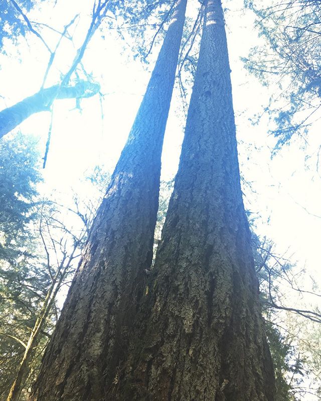 Generations of Love and connection #forestbathing #shinrinyoku #foresttherapypdx