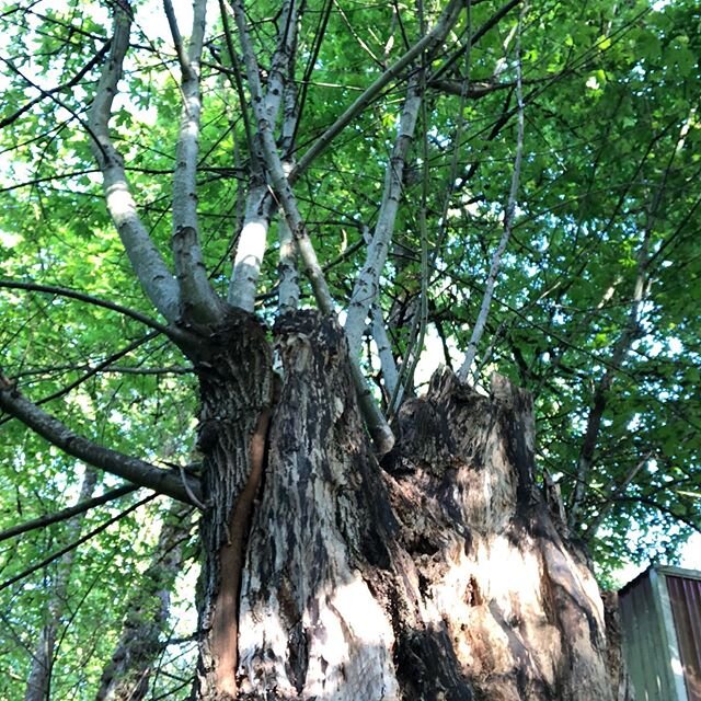 All the angles of this marvelous tree! Ancient elder - one side was decayed and growing mushrooms, the other side life youthfully sprouting. #mothertreefarm