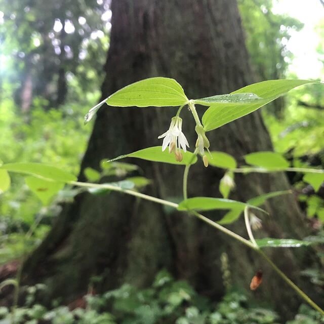 Solo walks are available.  My favorite type of walk! Truly Forest Therapy. #forestbathing🌲 #foresttherapypdx
