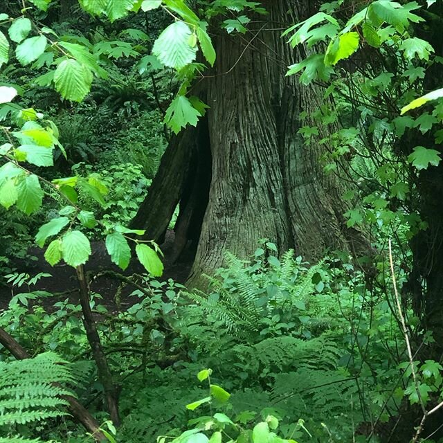 Secret Gardens were my favorite  childhood exploration.  #grandmothertree #foresttherapypdx #foresttherapy