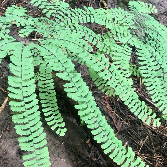 VIRTUAL FOREST BATHING: Flowing with the ferns. #foresttherapypdx #forestbathing