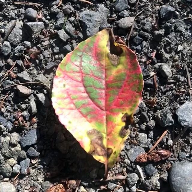 All the little things #foresttherapypdx #ForestBathing #ForestTherapy