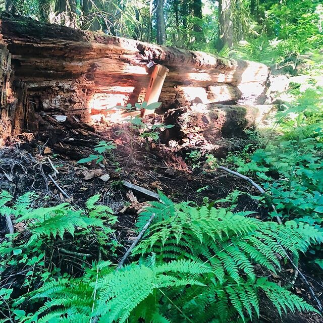 The bridge to abundance and transformation. #forestbathing🌲 #foresttherapypdx