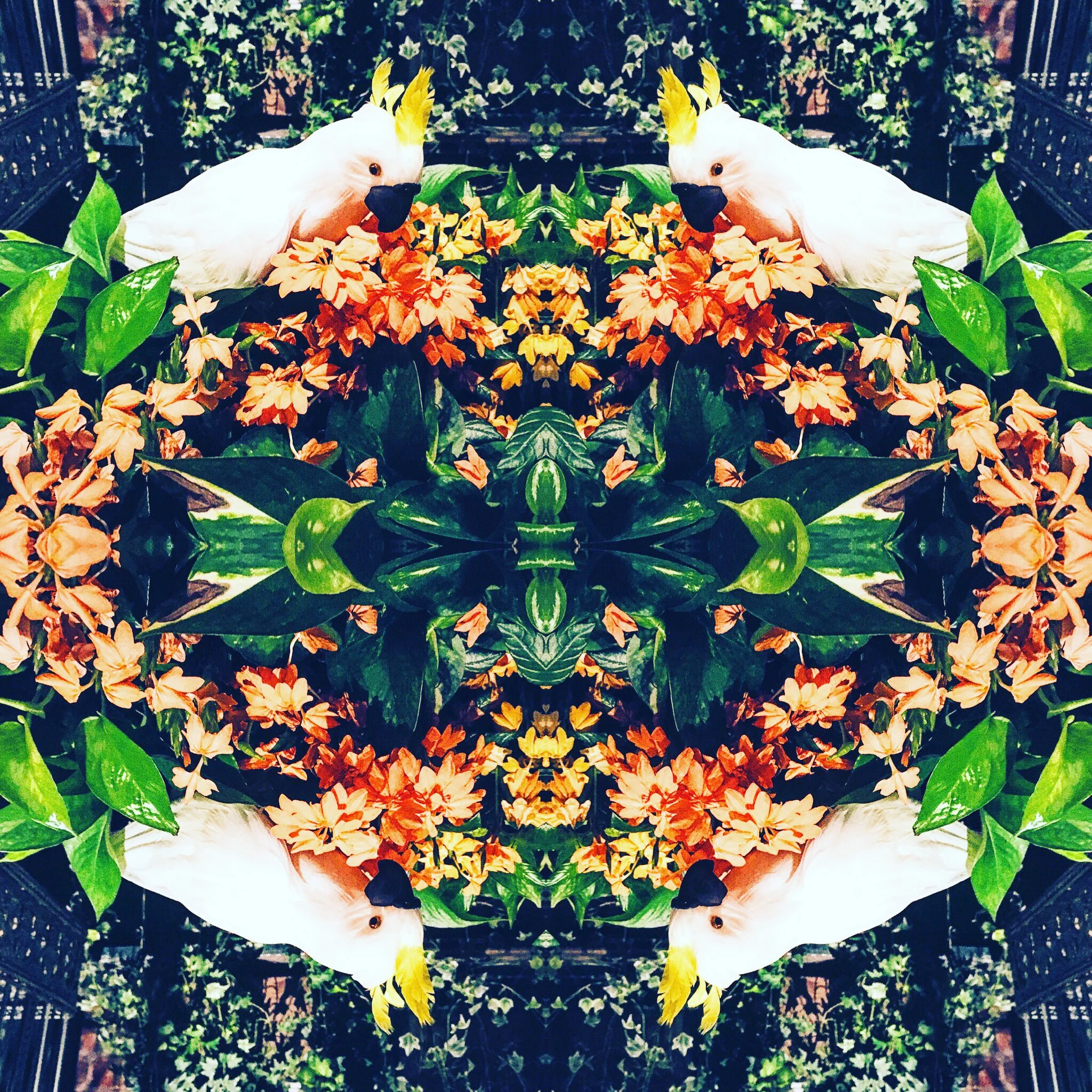 Visual Illusions - 4