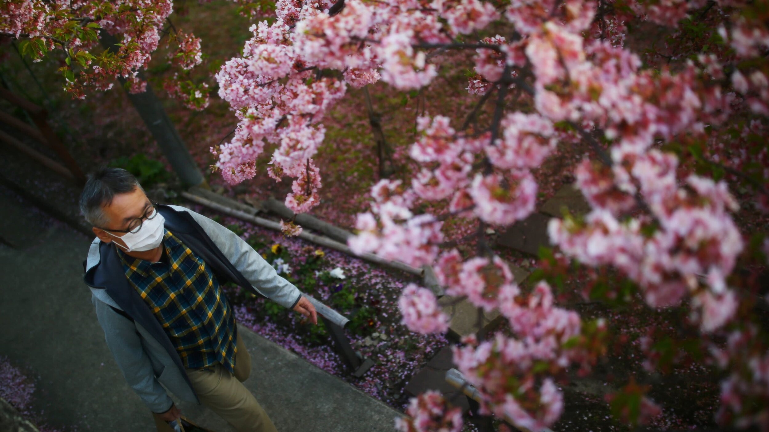 Climate change threatens sakura, sushi and sake