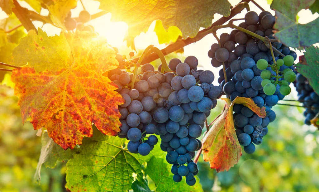 vine-and-branches.jpg