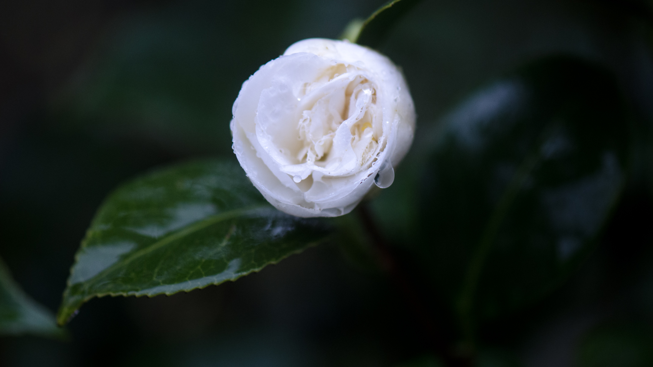 DSC_8263.jpg