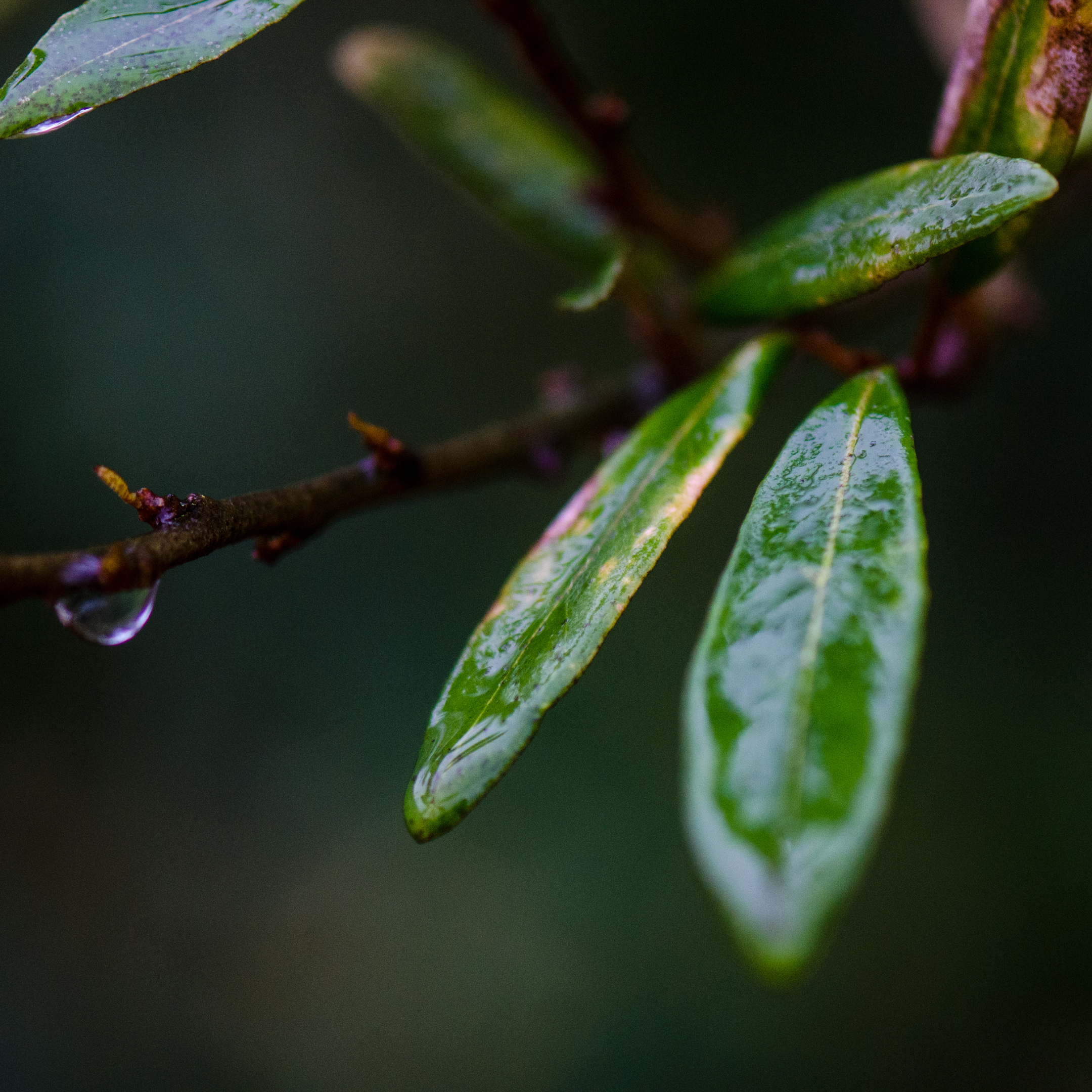 DSC_8277.jpg